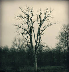 stories by honey-stick