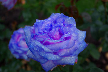 Blue Roses for a Blue Lady by Earthfeeler