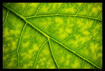 Veins 2 by Sytrus