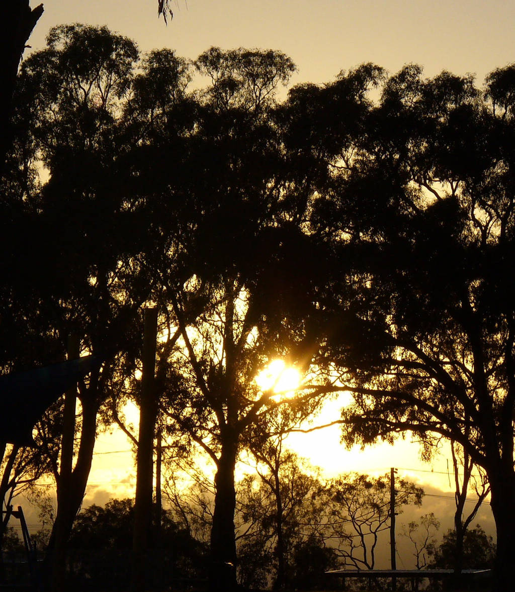 Sun through the trees by IAmMarauder