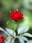 Rose Stock 02 by JaneDoeStock