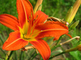 Lake Wanderings by xBelisaria