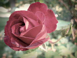 Rose - One by xBelisaria