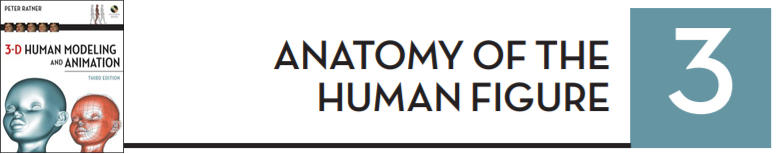 3D Human Modeling and Animation by HumanAnatomy4Artist 3D Human Modeling and Animation by HumanAnatomy4Artist