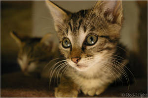 Chat alors by red-liight