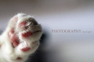 Patte de velours by red-liight