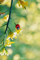 COX II by red-liight