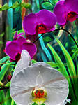 glowing orchids by hippiechick6979
