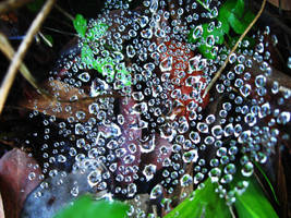 Droplets for Dinner by xXLilDragonGirlXx