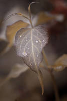 Larmes de pluie 25 by Douce-Amertume