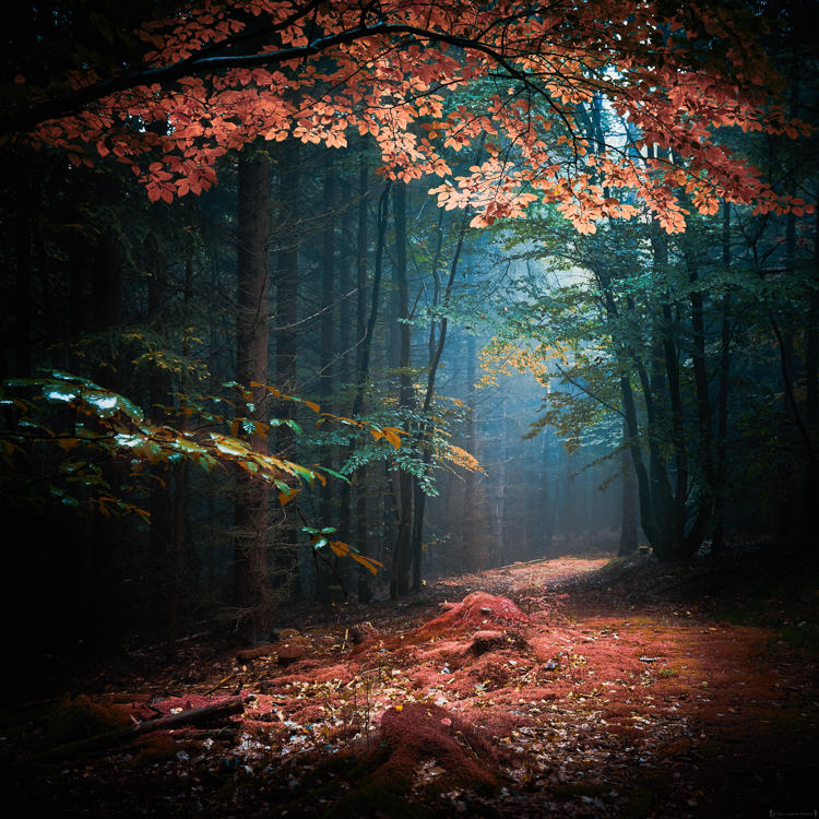 Path of Dreams by aw-landscapes