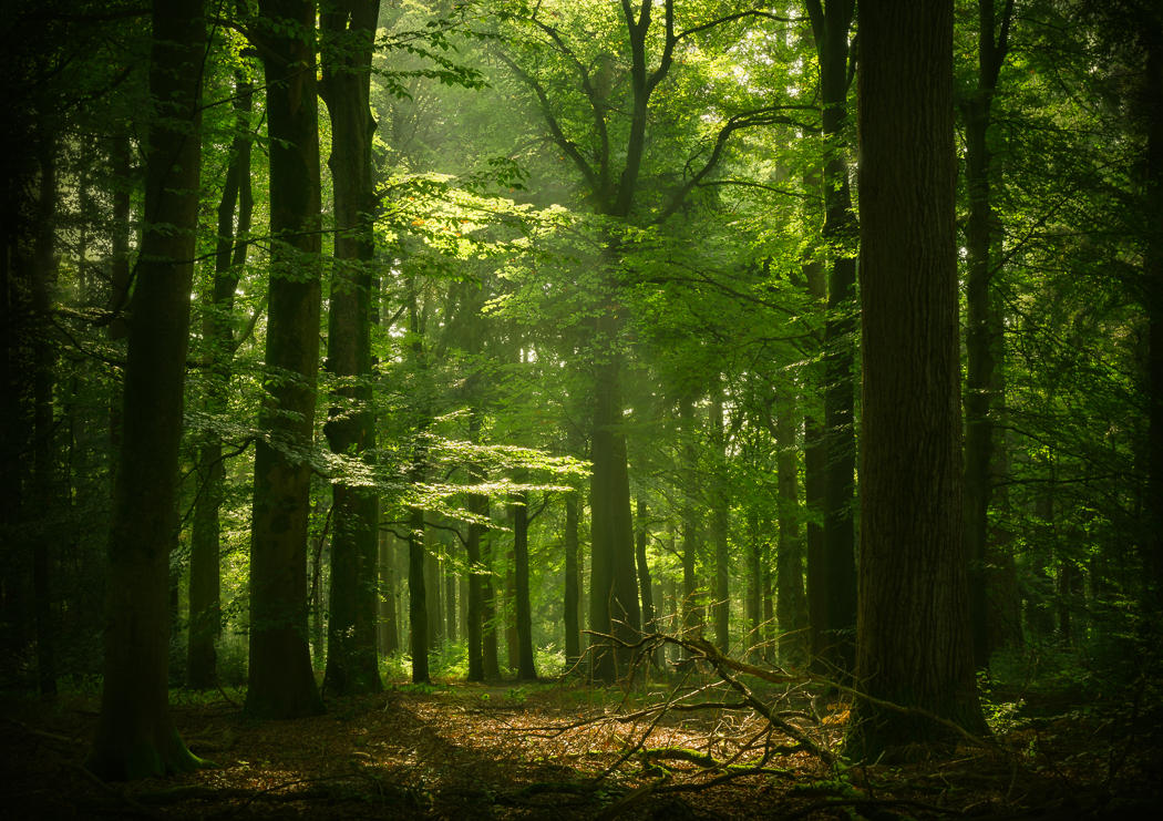 The green planet by aw-landscapes The green planet by aw-landscapes