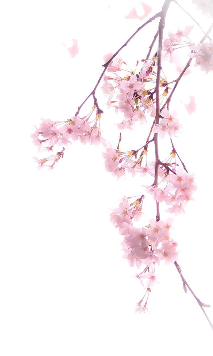 Cherry blossoms PNG #4 by AugT30 on DeviantArt
