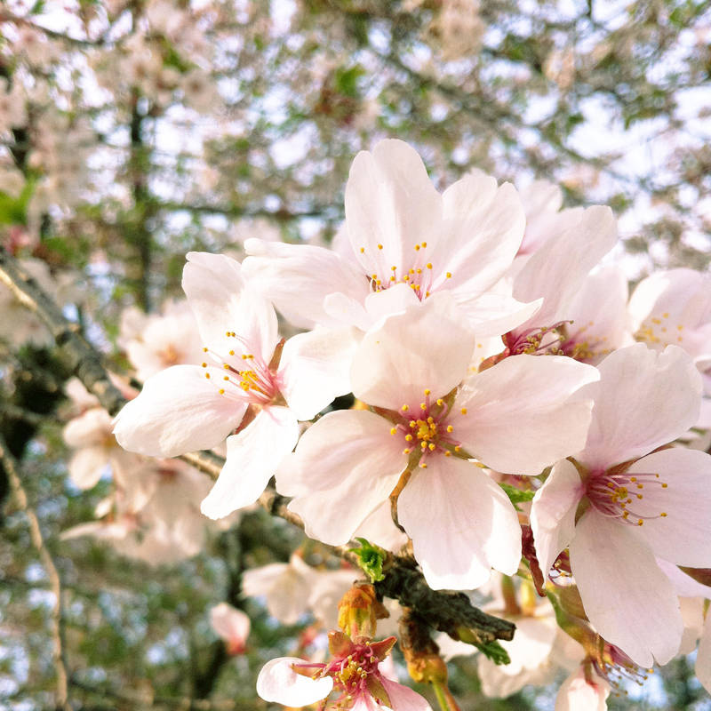 ..Hanami Part I.. by koruldia