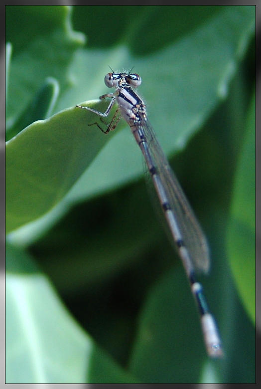 Dragonfly 2 by littledubbs