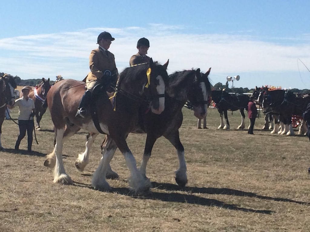 Ridden Clydesdales by Louvan