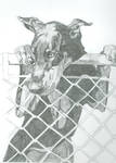 Doberman by DigestedMeat