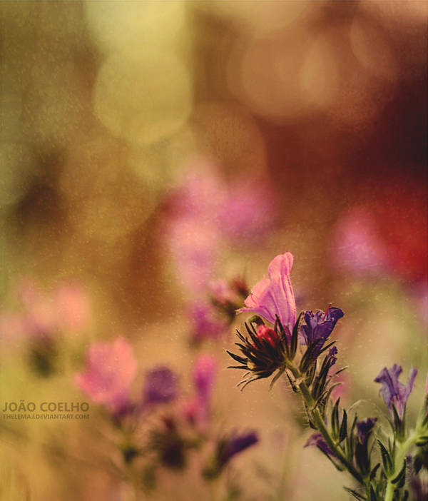 vessels. by sumarlegur