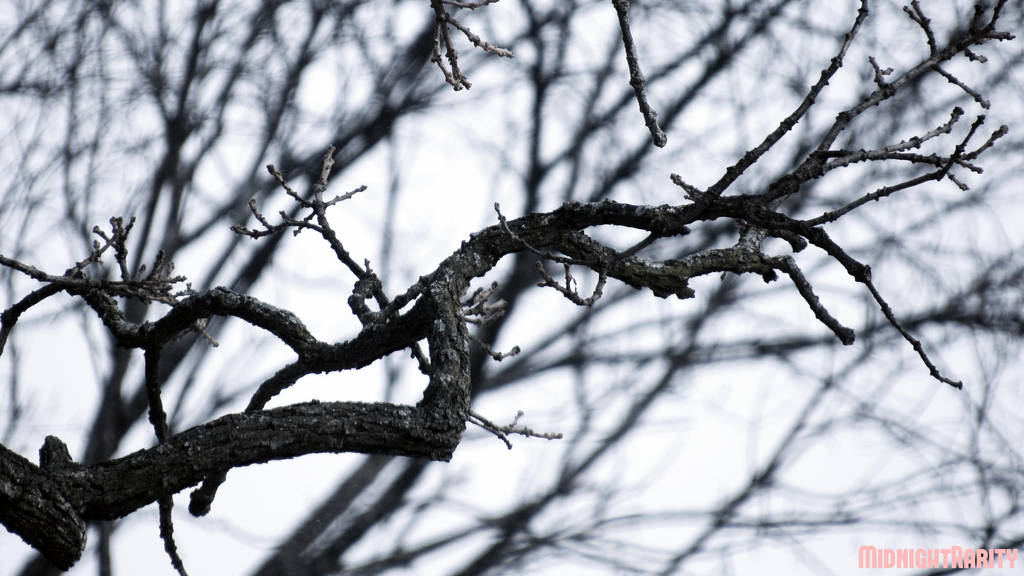 Branch by MidnightRarity
