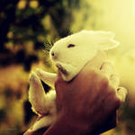Bunny by CasheeFoo