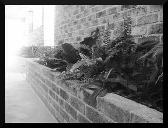 Courtyard Three - BW by Tragic-And-Twisted