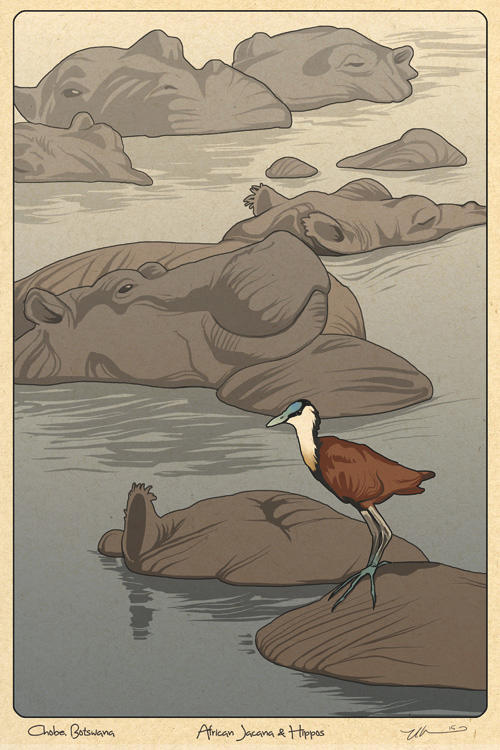 Jacana and Hippos by ursulav