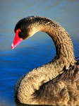 Black Swan V by Aztil
