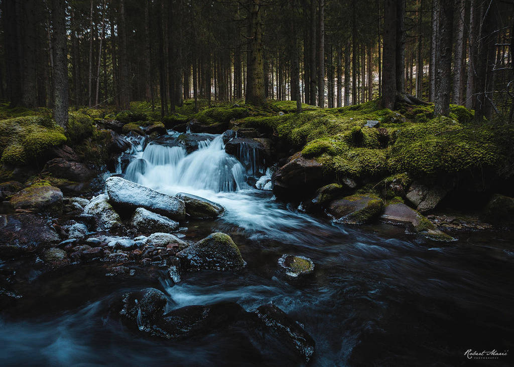 Old Forest by r-maric