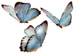 Beautiful butterfly by vanessyca71