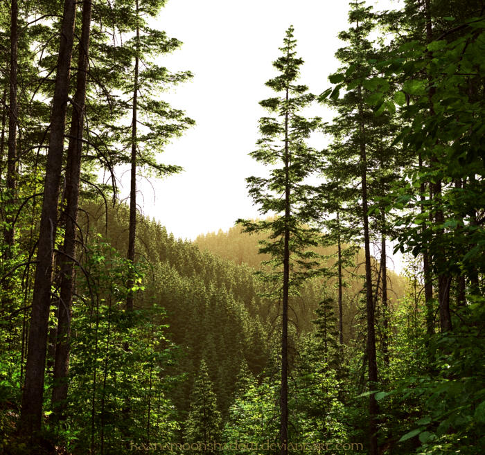 ...in the forest... by KaanaMoonshadow