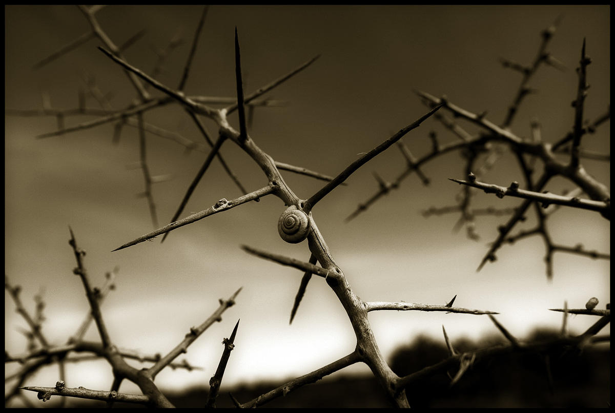 Protection by disguy2k