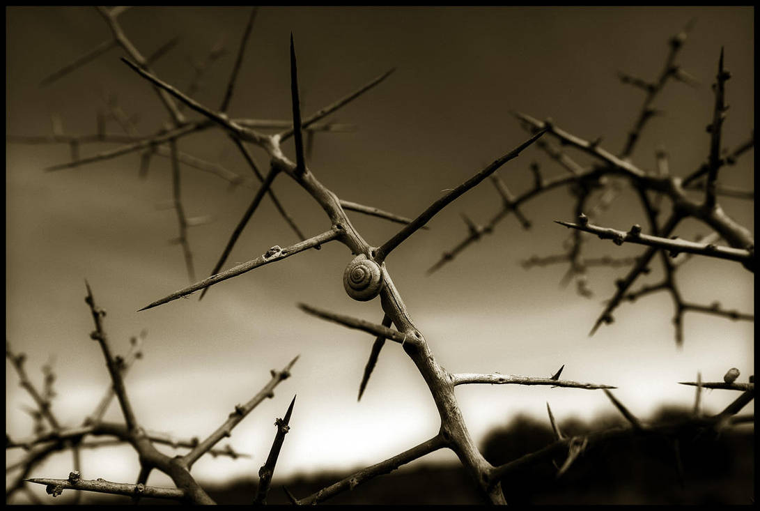 Protection by disguy2k