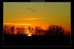 Canadian Geese Heading Home. by Dr-Zook