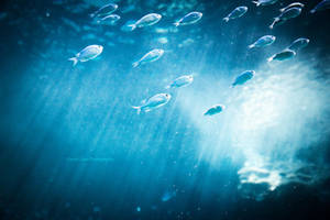 Follow the Light by DanielZrno Follow the Light by DanielZrno