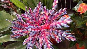 flower by Lilithaya flower by Lilithaya