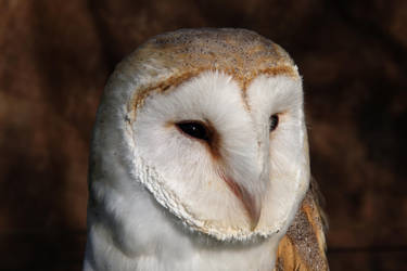 Barn Owl Portrait by cycoze