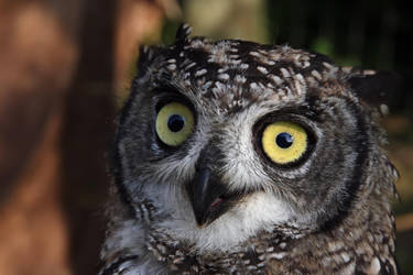 African Spotted Eagle Owl by cycoze