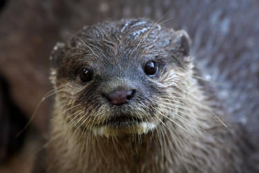 Otter Face by cycoze