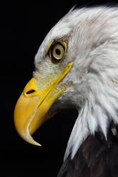 Bald Eagle Face by cycoze