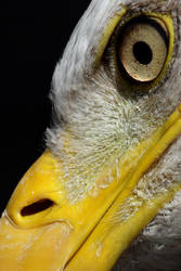 Bald Eagle Face close up by cycoze