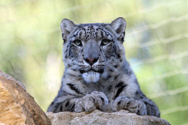 Snow Leopard by cycoze
