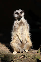 Meerkat Sentry by cycoze