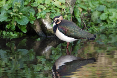 Lapwing by cycoze