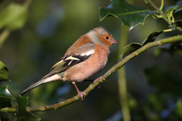 Male Chaffinch by cycoze