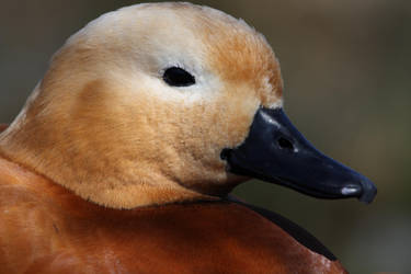 Ruddy Shelduck Portrait by cycoze