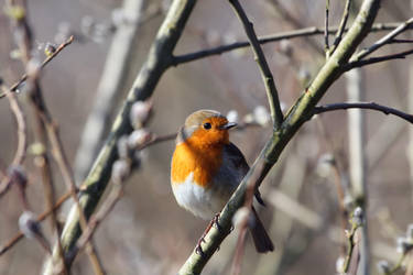 Robin by cycoze