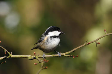 Coal Tit1 by cycoze