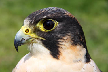 Peregrine X Lanner by cycoze