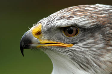 Ferruginous Hawk/Eagle by cycoze