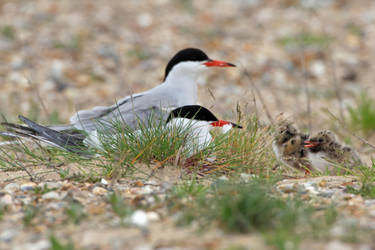 Common Terns with Chicks by cycoze